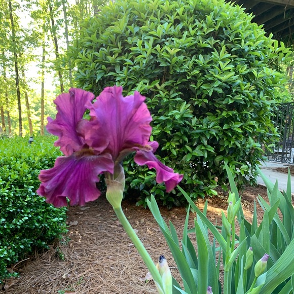 Belinda - Picture 3 of 5